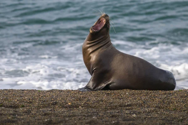 Leone Marino Madre Patagonia — Foto Stock