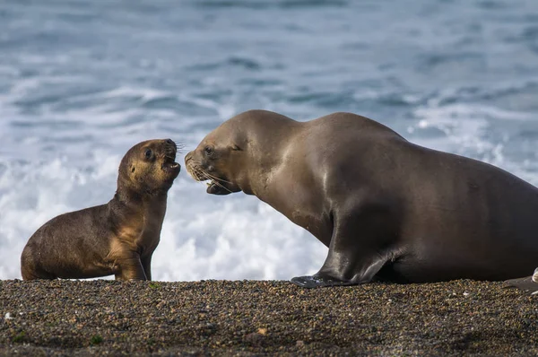 Mutter Und Baby Seelöwe Patagonien — Stockfoto