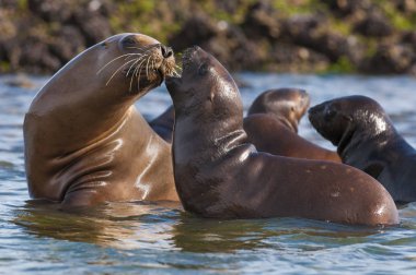 Anne ve bebek deniz aslanı, Patagonya