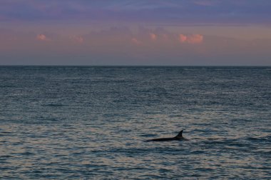 Orca gün batımında, Patagonia, Arjantin 