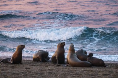 Sea lion colony on a beach, patagonia Argentina clipart