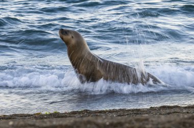 Sahilde Deniz Aslanı, Patagonya, Arjantin