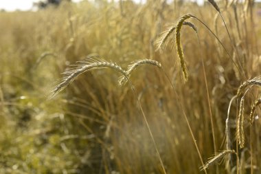 La Pampa, Argentina ekilen buğday sivri, Mısır gevreği