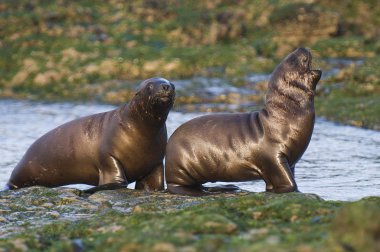 Deniz Aslanı yavrusu, Patagonya Arjantin