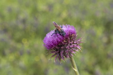 Yaban-arısı bir thistle, Patagonya üzerine
