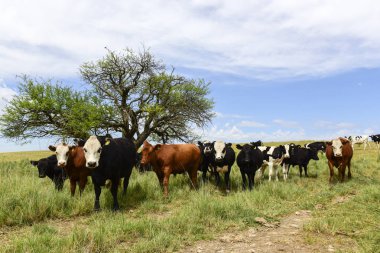 Mera, La Pampa, Argentina ederek beslenen