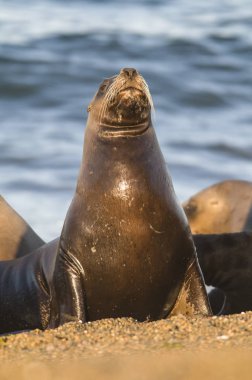Sahilde Deniz Aslanları, Patagonya, Arjantin