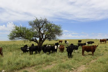 Mera, La Pampa, Argentina ederek beslenen
