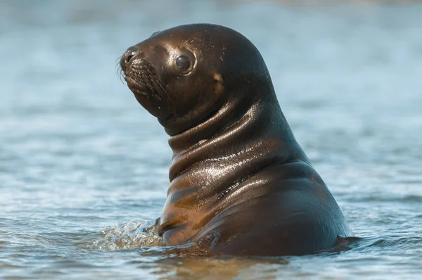 Seelöwenwelpe Patagonien Argentinien — Stockfoto