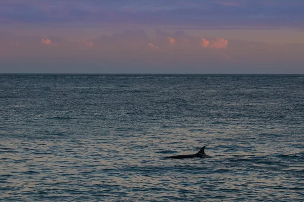 Orca Solnedgången Patagonien Argentina — Stockfoto