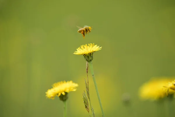 Včela Divokých Květin Patagonie — Stock fotografie