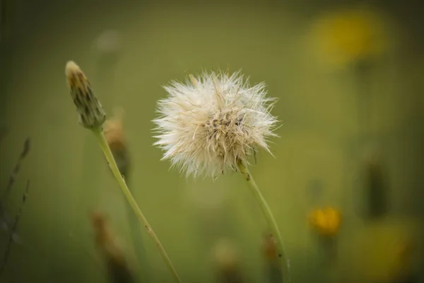Σπόροι Πικραλίδας Άγριο Λουλούδι Παταγονία — Φωτογραφία Αρχείου