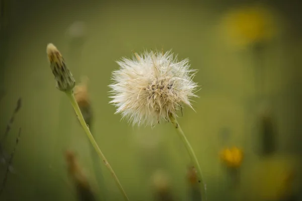 蒲公英种子 野生花卉 巴塔哥尼亚 — 图库照片