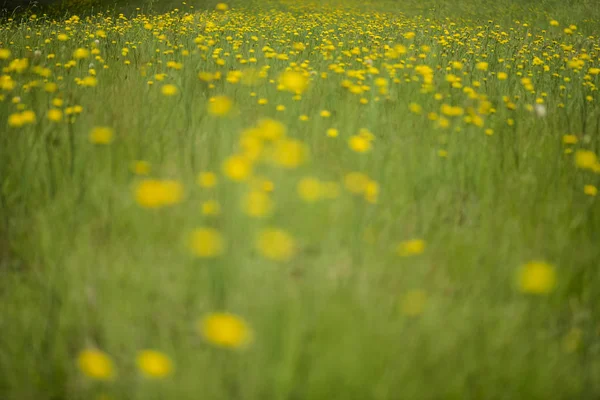 Fondo Flores Silvestres Patagonia Argentina — Foto de Stock