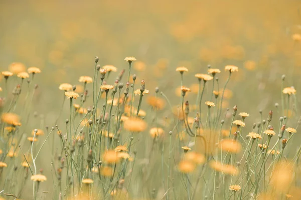 阿根廷巴塔哥尼亚的野花背景 — 图库照片
