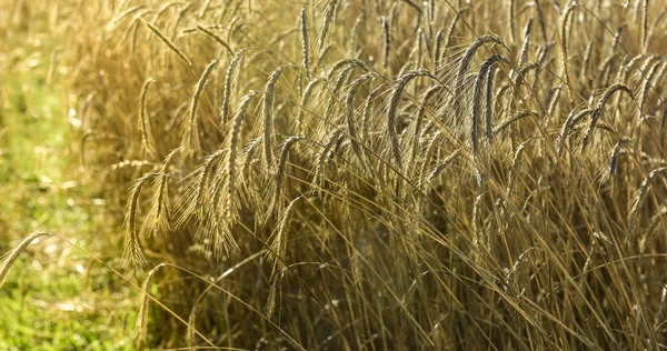 Wheat spikes, cereal planted in La Pampa, Argentina