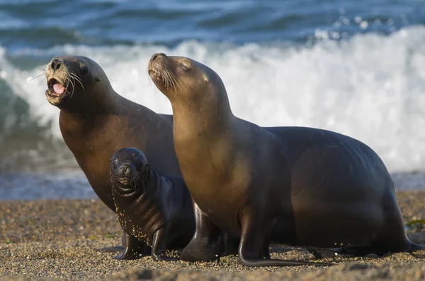 Mutter Und Baby Seelöwe Patagonien — Stockfoto