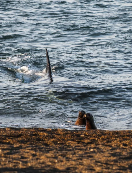 Orca attacking sea lions, Patagonia Argentina