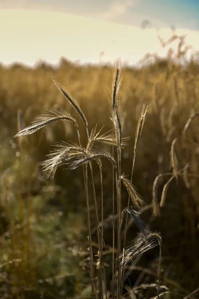 Vete Spikar Spannmål Planterade Pampa Argentina — Stockfoto