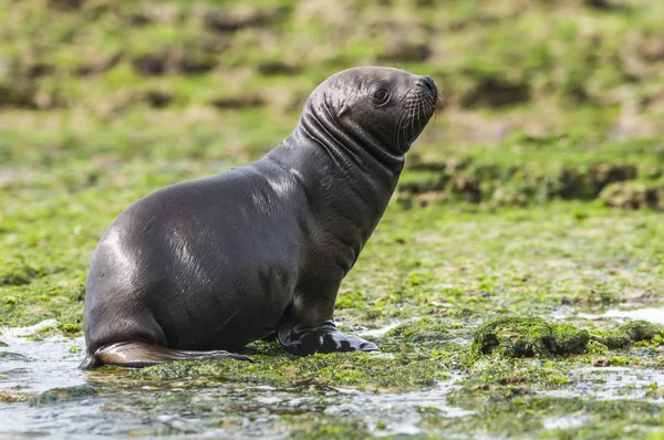 Cucciolo Leone Marino Patagonia Argentina — Foto Stock