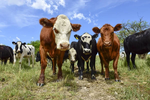 天然芝 アルゼンチンのパンパに牛 — ストック写真