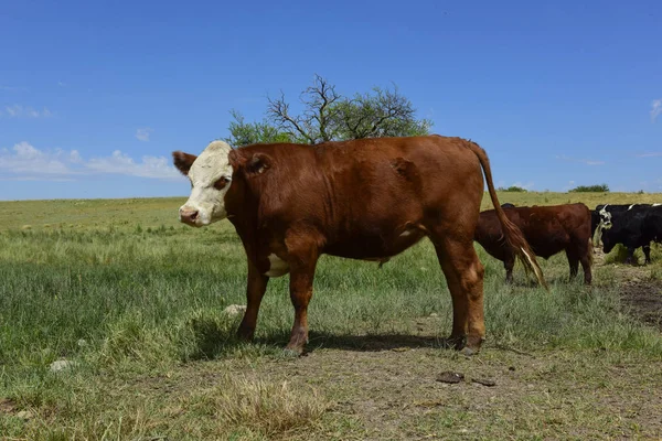 Vacas Grama Natural Pampas Argentina — Fotografia de Stock