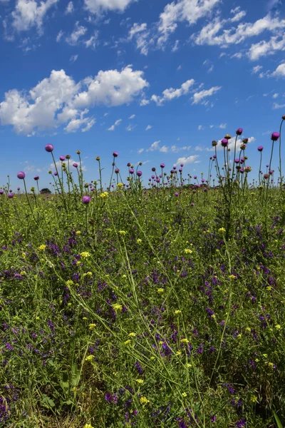 Wildblumen Und Kiefern Patagonien — Stockfoto