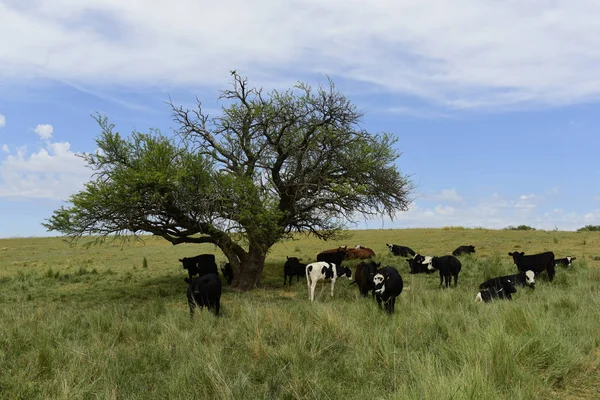 Steers Fed Paure Pampa Argentina — Fotografia de Stock