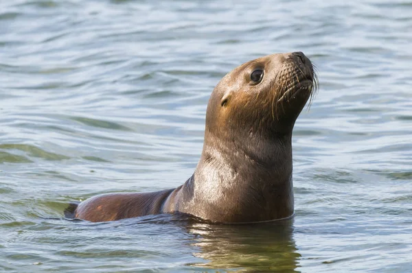 Κουτάβι Sea Lion Παταγονία Αργεντινή — Φωτογραφία Αρχείου