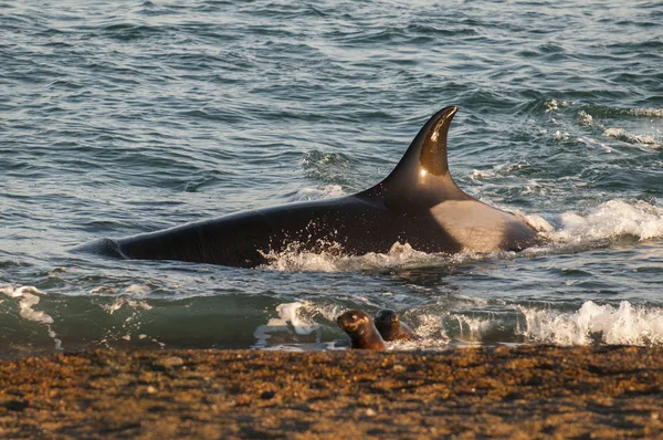 Orca attacking sea lions, Patagonia Argentina