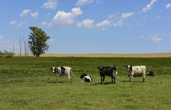 Steers Fed Pasure Pampa Argentina — Foto Stock