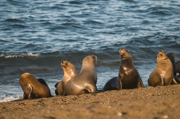 Leões Marinhos Descansando Praia — Fotografia de Stock