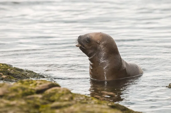 Cachorro León Marino Patagonia Argentina — Foto de Stock