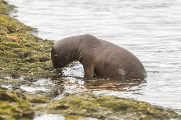 Κουτάβι Sea Lion Παταγονία Αργεντινή — Φωτογραφία Αρχείου