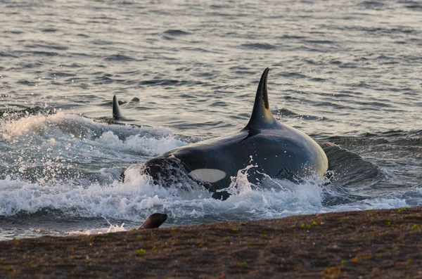 Orca attacking sea lions, Patagonia Argentina