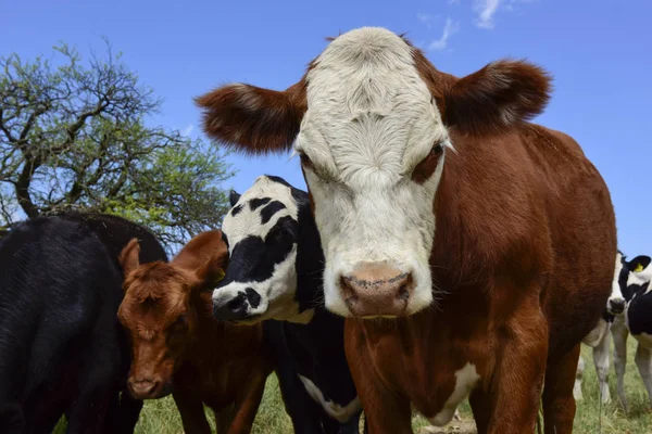 Stutar Matas Bete Pampa Argentina — Stockfoto