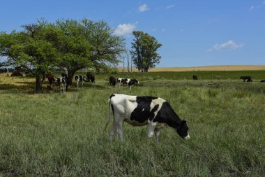 Mera, La Pampa, Argentina ederek beslenen