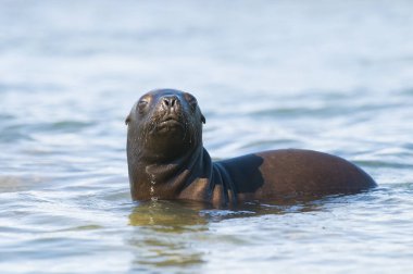 Deniz Aslanı yavrusu, Patagonya Arjantin
