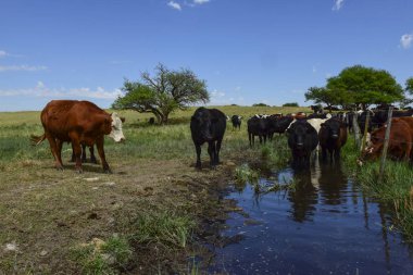 Mera, La Pampa, Argentina ederek beslenen
