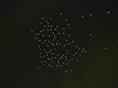 Flamingo sürüsü, La Pampa, Patagonya Arjantin