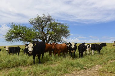 Mera, La Pampa, Argentina ederek beslenen