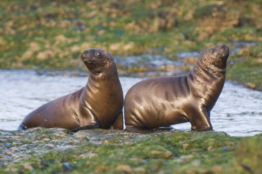 Deniz Aslanı yavrusu, Patagonya Arjantin