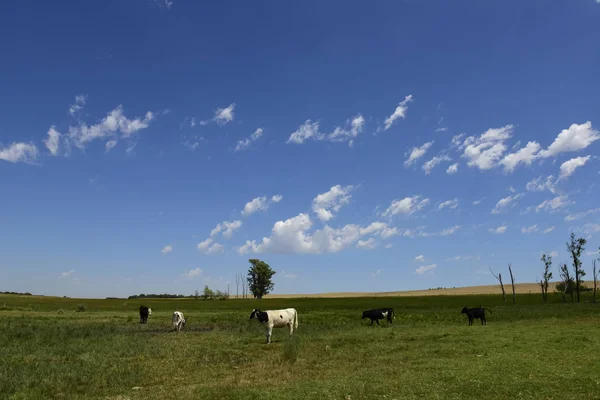 Steers Fed Pasture Pampa Argentina — Stock Photo, Image