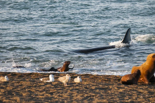 Orca attacking sea lions, Patagonia Argentina