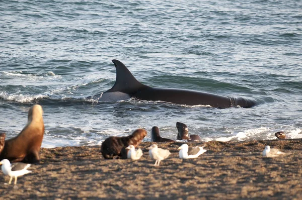 Orca Atakuje Lwy Morskie Patagonia Argentina — Zdjęcie stockowe