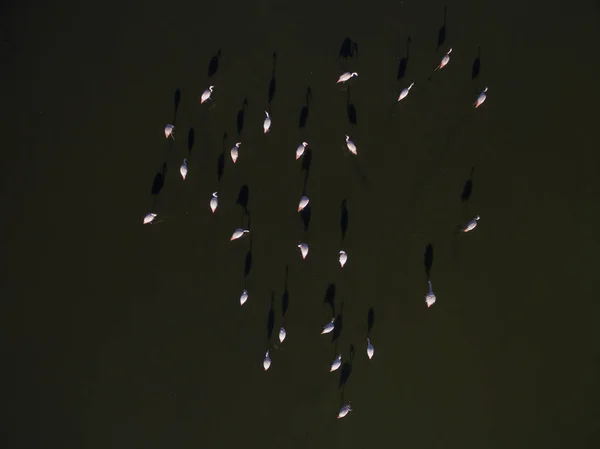 Фламинго Стадо Пампа Патагония Аргентина — стоковое фото