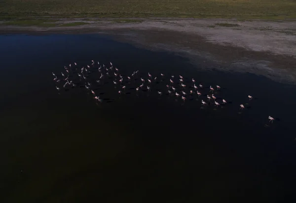 Rebanho Flamingos Pampa Patagônia Argentina — Fotografia de Stock
