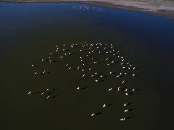 Σμήνος Flamingos Pampa Παταγονία Αργεντινή — Φωτογραφία Αρχείου