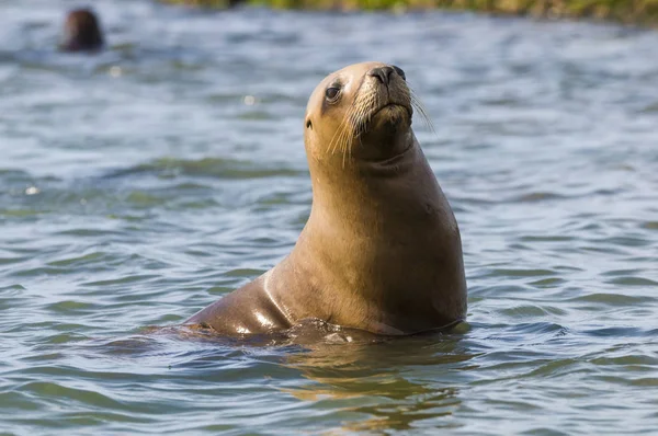 Madre Lobo Marino Patagonia — Foto de Stock