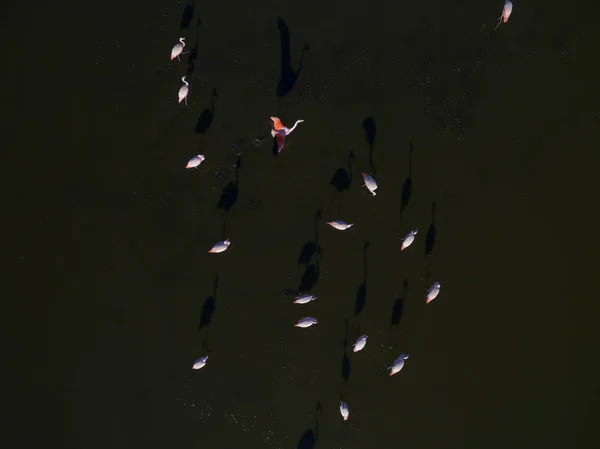 Rebanho Flamingos Pampa Patagônia Argentina — Fotografia de Stock